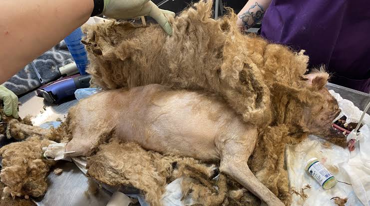 There was eight pounds of fur on a dog. His owner was accused of being cruel.